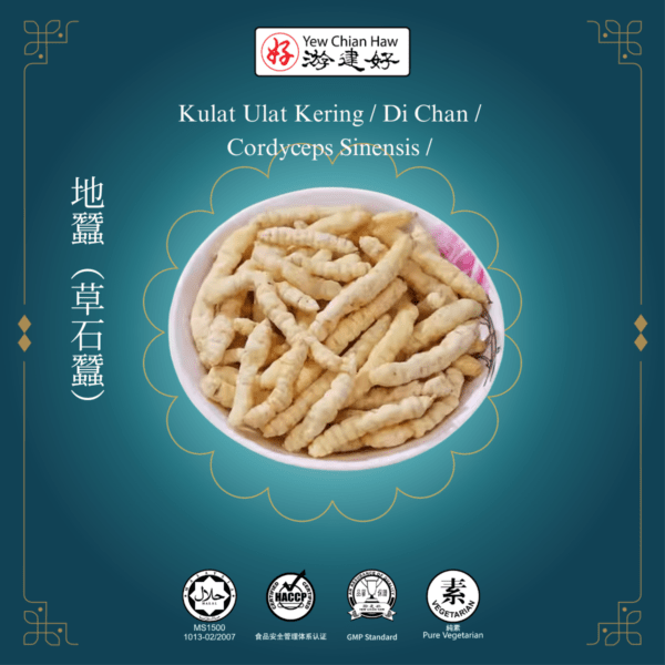 Kulat Ulat Kering / Di Chan / Cordyceps Sinensis / 地蠶