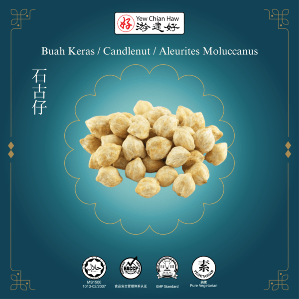 Buah Keras / Candlenut / Aleurites Moluccanus / 石古仔