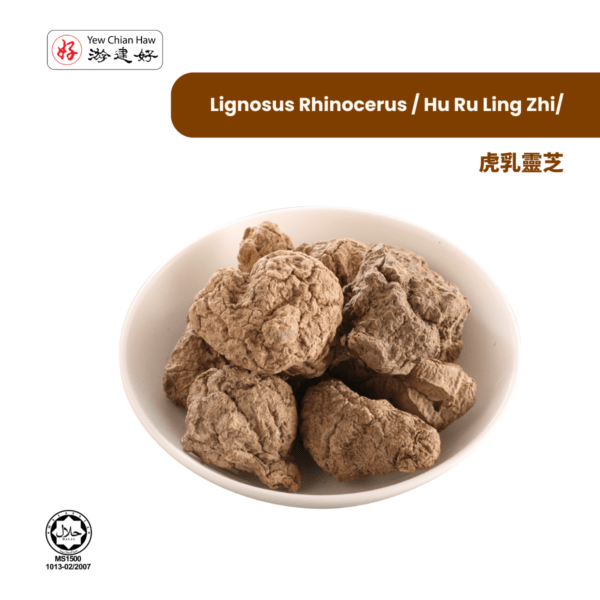 Lignosus Rhinocerus / Hu Ru Ling Zhi/虎乳靈芝/虎乳灵芝