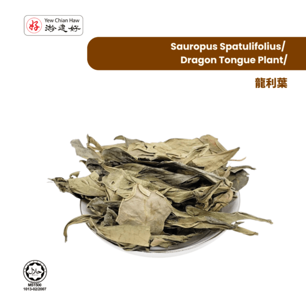 Sauropus Spatulifolius/ Dragon Tongue Plant/龍利葉