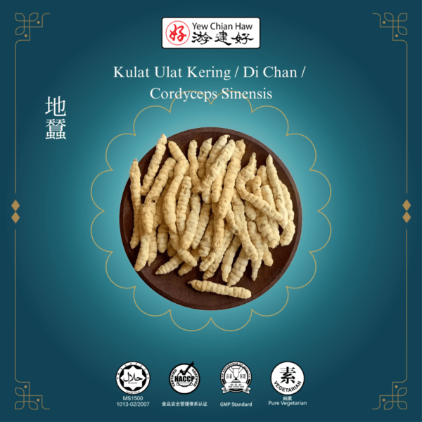 Kulat Ulat Kering / Di Chan / Cordyceps Sinensis / 地蠺