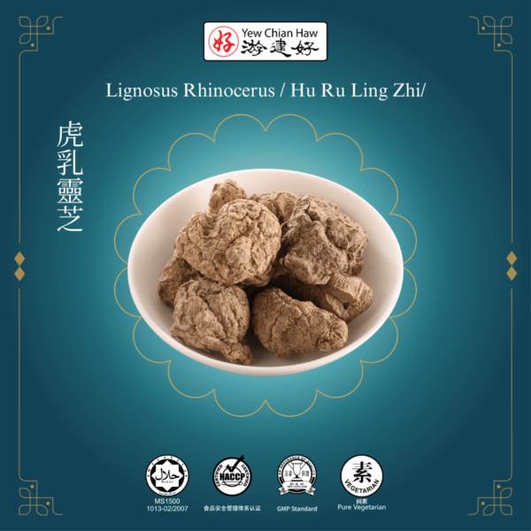 Lignosus Rhinocerus / Hu Ru Ling Zhi/虎乳靈芝/虎乳灵芝