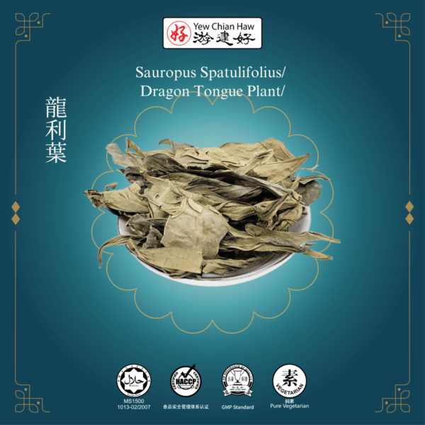 Sauropus Spatulifolius/ Dragon Tongue Plant/龍利葉